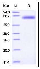 Mouse ROR1, His Tag on SDS-PAGE under reducing (R) condition. The gel was stained overnight with Coomassie Blue. The purity of the protein is greater than 95%.